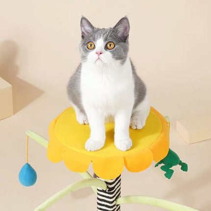 Collection image for: Shop for Cats