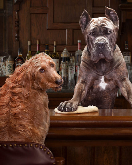 Fromm Gold Adult Food for Dogs - 2 Sizes