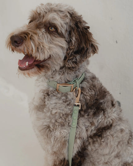 dexypaws® Waterproof Sage Green Dog Collar - 3 Sizes