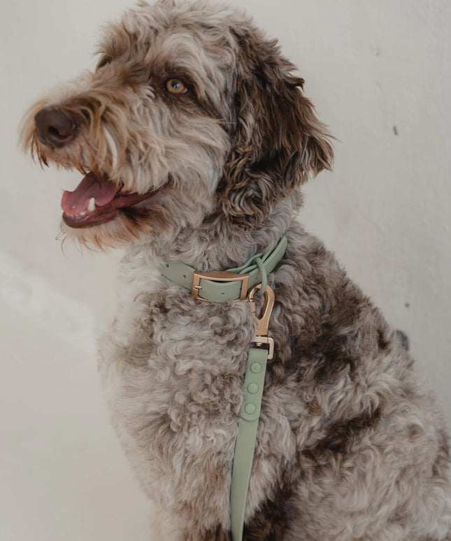dexypaws® Waterproof Sage Green Dog Collar - 3 Sizes