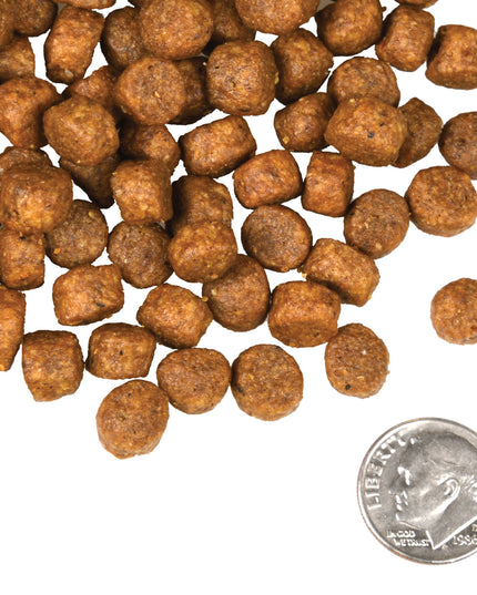 Fromm Four-Star Beef Frittata Veg® Recipe Food for Dogs - 3 Sizes