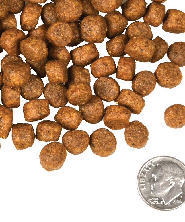 Fromm Four-Star Beef Frittata Veg® Recipe Food for Dogs - 3 Sizes