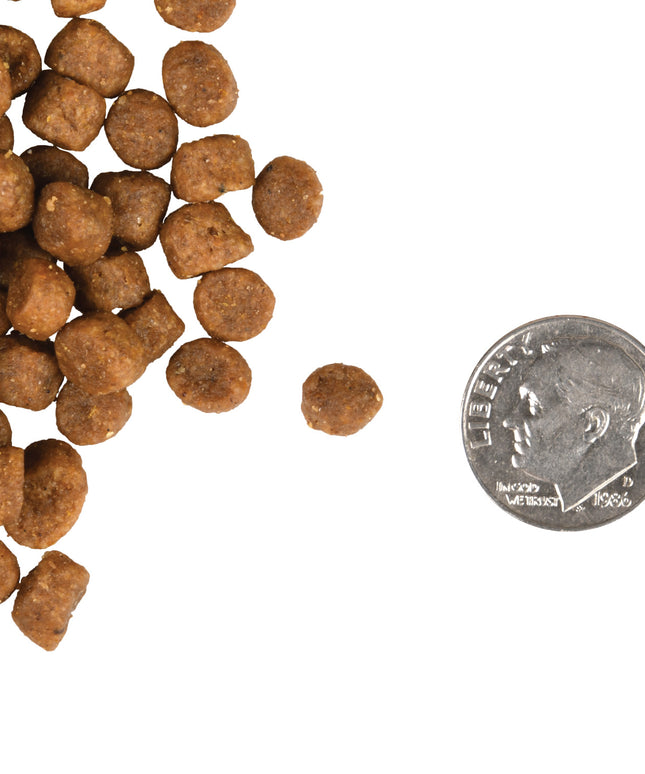 Fromm Gold Kitten Dry Food