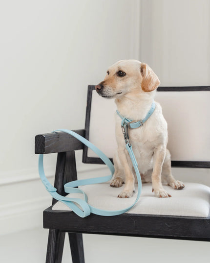 dexypaws® Waterproof Sky Blue Dog Collar - 3 Sizes