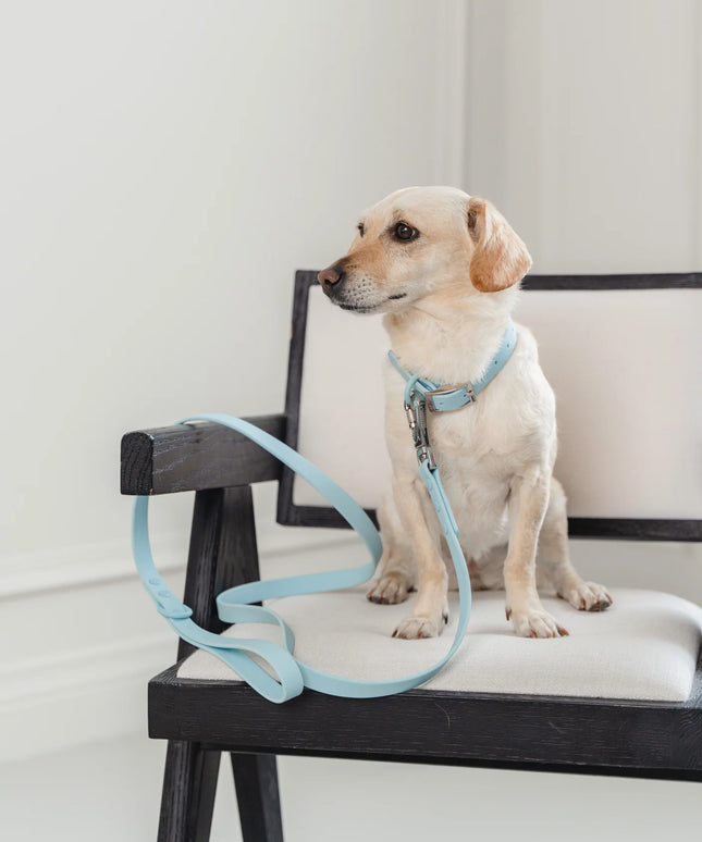 dexypaws® Waterproof Sky Blue Dog Collar - 3 Sizes