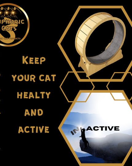 3 Euphoric Cats Cat Wheel