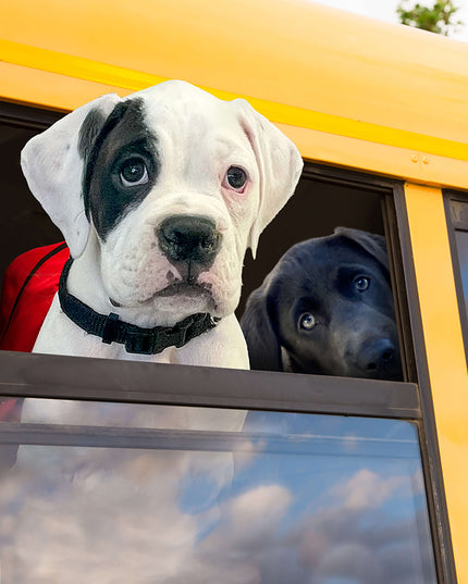 Fromm Gold Puppy Food - 3 Sizes