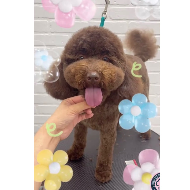 <h3>Grooming Portfolio</h3>