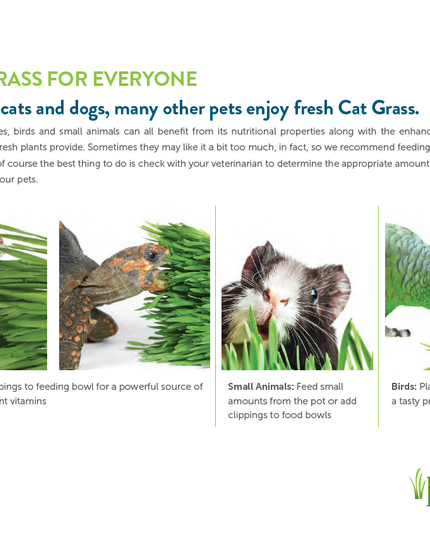 petgreens Cat Grass Easy Self-Grow Kits