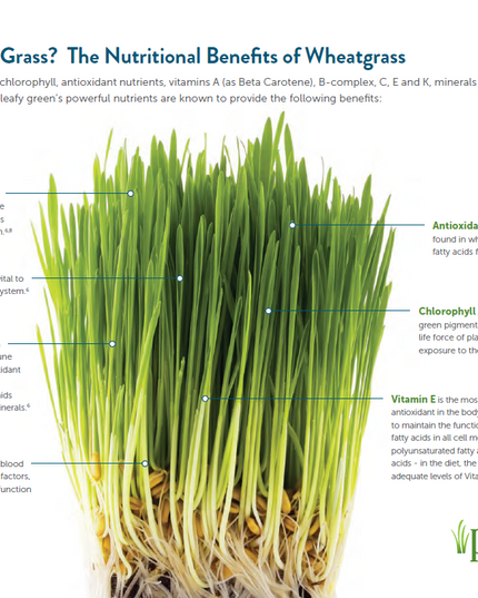 petgreens Cat Grass Easy Self-Grow Kits