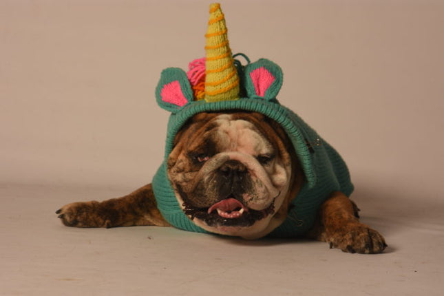 Chilly Dog 独角兽毛衣