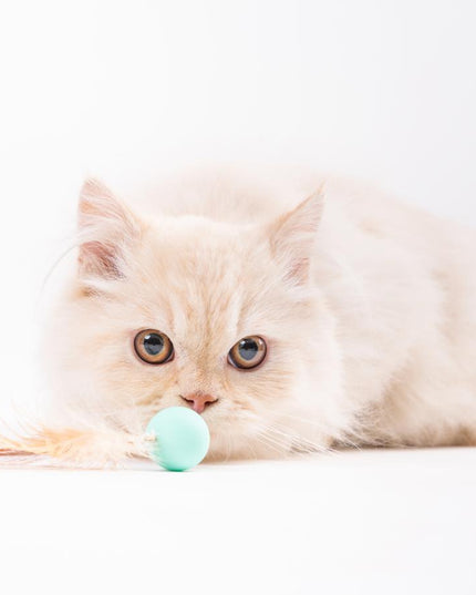 Pidan Pet Toy For Cats Bouncy Ball Type 3 PCS