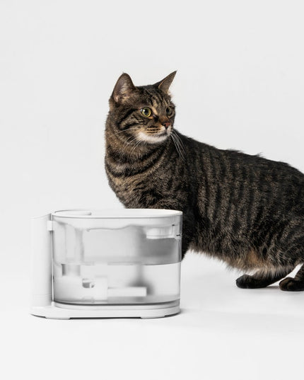 Pidan Water Fountain for Pets with Water with Temperature Control - 2.0 Version