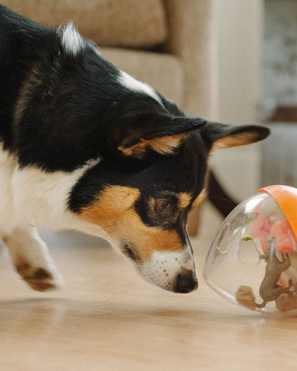 Pet Play Wobble Ball 2.0