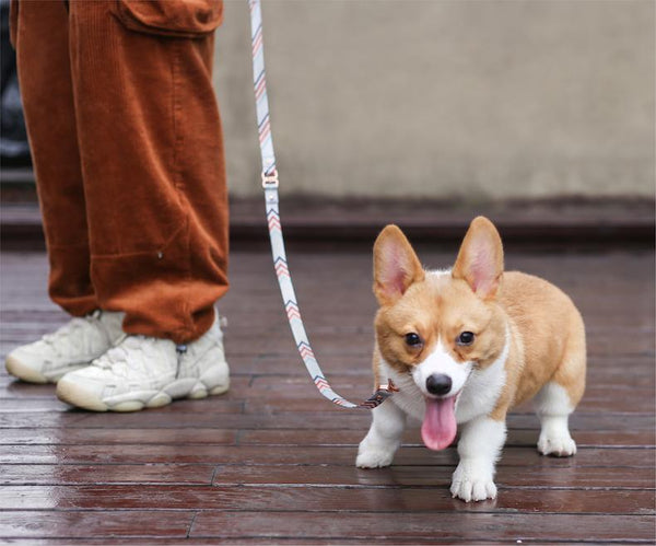 Pidan Self-unwinding Dog Leash