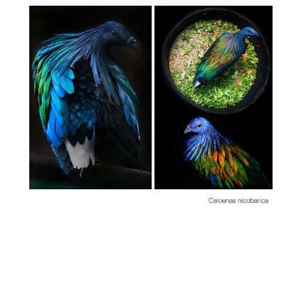 Pidan Cat Teaser Toy Accessories, A2 Feather