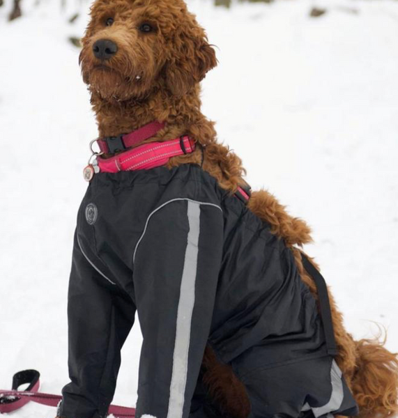 FoufouBrands Bodyguard Protective All-Weather Dog Pants