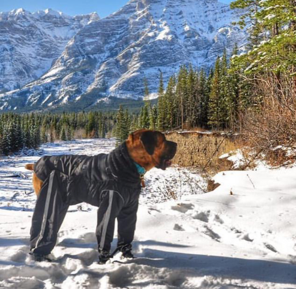 FoufouBrands Bodyguard Protective All-Weather Dog Pants