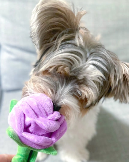 foufouBrands Foufit Florals Hide 'n Seek Plush Roses Fun Dog Toys, Valentine Flowers