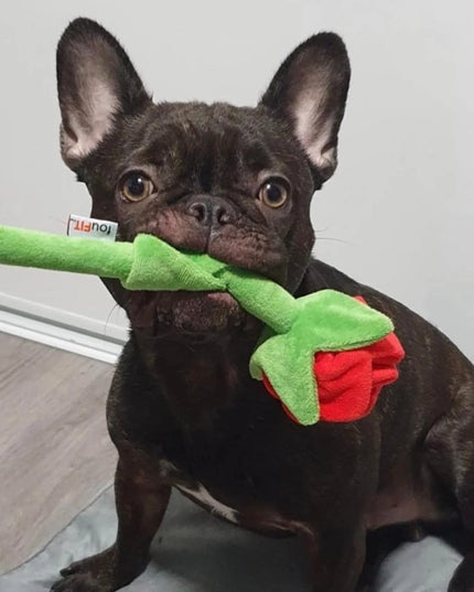 foufouBrands Foufit Florals Hide 'n Seek Plush Roses Fun Dog Toys, Valentine Flowers