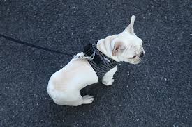 Petkit Air Fly Dog Harness