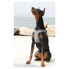 PETKIT Air Fly Dog Harness