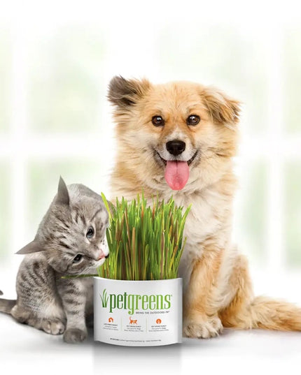 petgreens Cat Grass Easy Self-Grow Kits