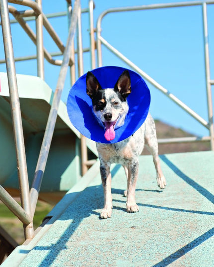 KONG EZ Soft™ Collar - 2 Size