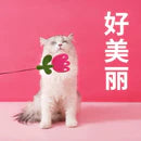 ZeZe Funny cat stick Cat toy