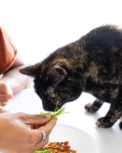 petgreens Cat Grass Easy Self-Grow Kits