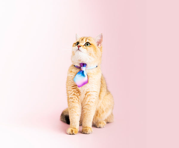 Pidan Pet Collar, Necktie Type