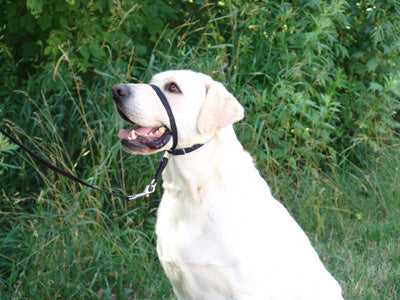 Gentle Leader® Headcollar