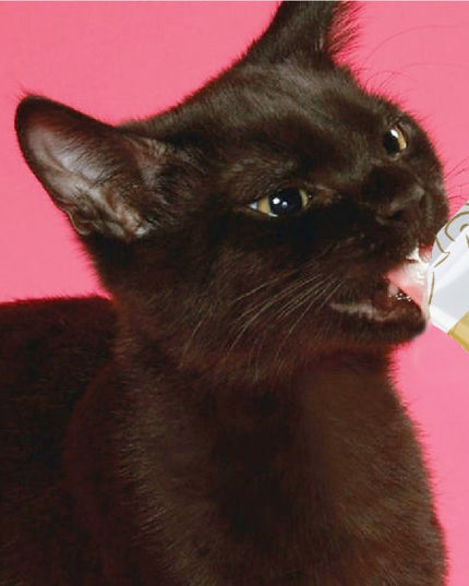 KitCat Purr Puree Value Pack - 40*15g (4 Flavours)